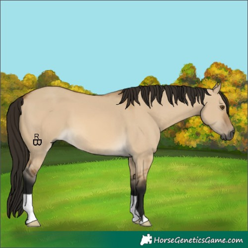 Horse Color:Gray Buckskin Dun 