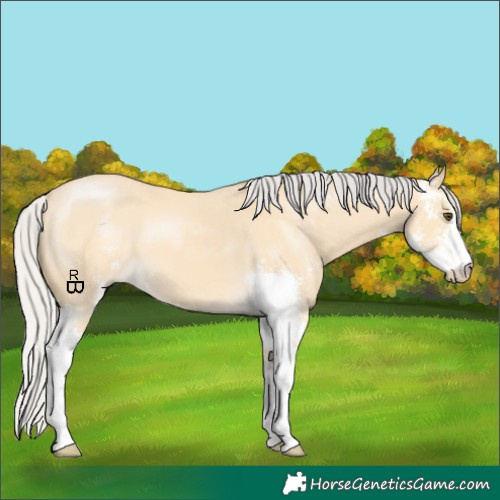 Horse Color:Silver Buckskin Dun Sabino 