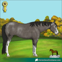Horse Color:Gray Grullo Sabino Rabicano