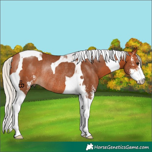 Horse Color:Silver Bay Sabino Tobiano Rabicano 