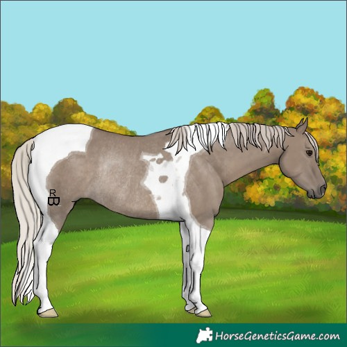 Horse Color:Silver Grullo Tobiano Rabicano 