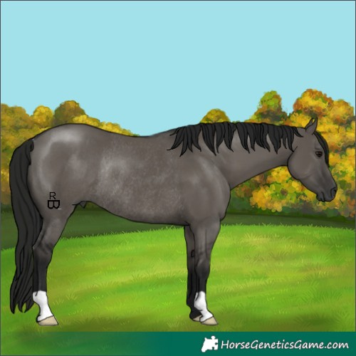 Horse Color:Gray Grullo Rabicano 