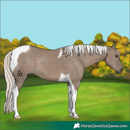 Horse Color:Silver Grullo Tobiano 
