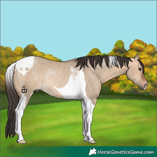 Horse Color:Bay Dun Tobiano Rabicano 