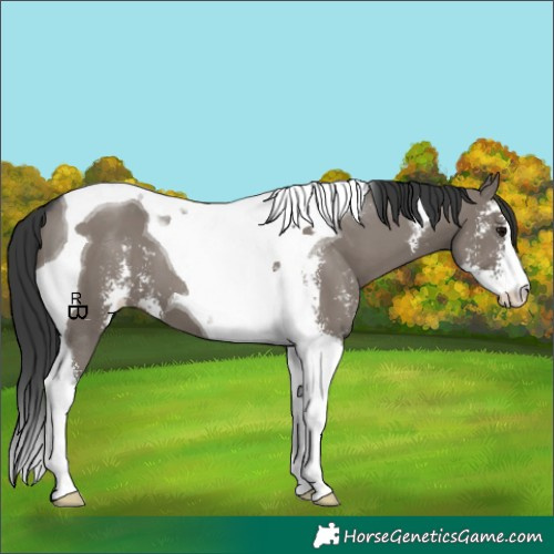 Horse Color:Grullo Sabino Tobiano