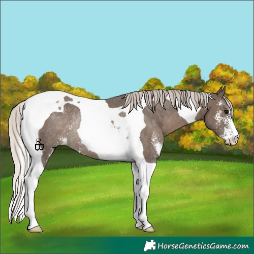 Horse Color:Silver Black Sabino Tobiano Rabicano