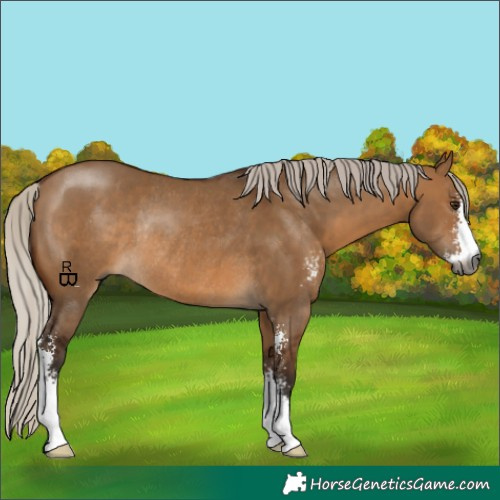 Horse Color:Gray Silver Bay Dun Sabino Rabicano