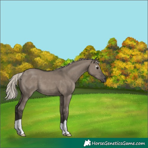 Horse Color:Gray Silver Grullo 