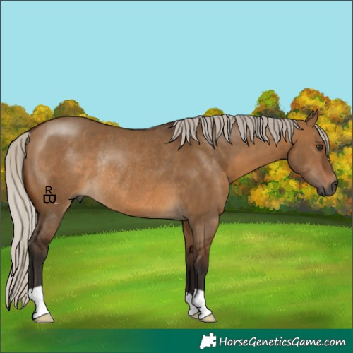 Horse Color:Gray Silver Bay Dun Rabicano