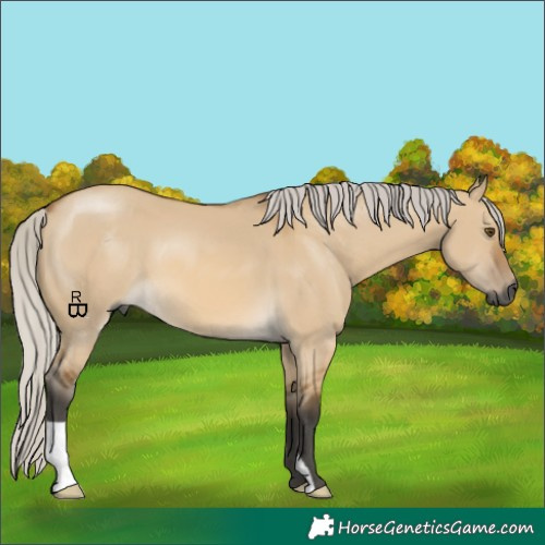 Horse Color:Gray Silver Buckskin Dun 