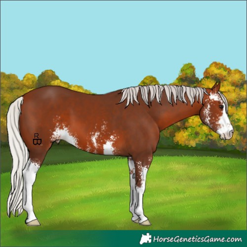 Horse Color:Silver Brown Sabino 