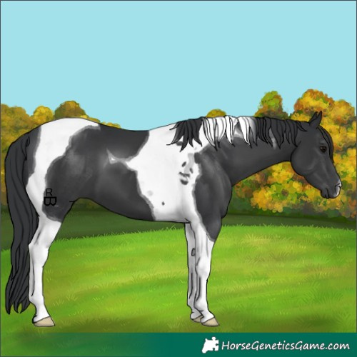Horse Color:Black Tobiano 
