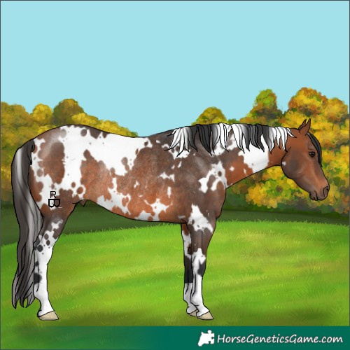 Horse Color:White Spotted Bay Rabicano