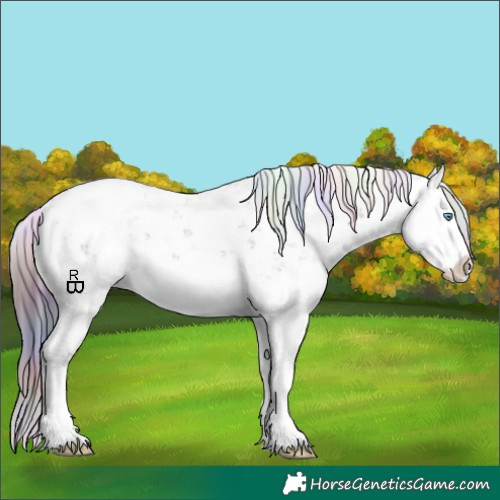 Horse Color:Nacre Liver Chestnut Sabino Splash Appaloosa 