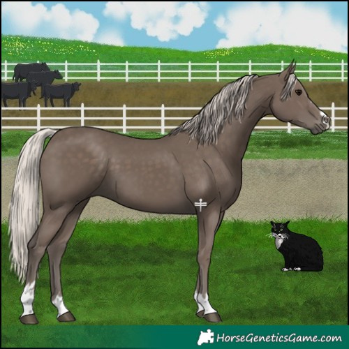 Horse Color:Silver Black