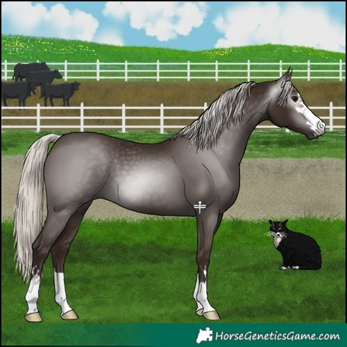 Horse Color:Gray Silver Black 