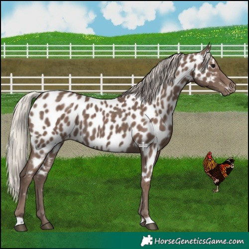 Horse Color:Silver Black Near Leopard 