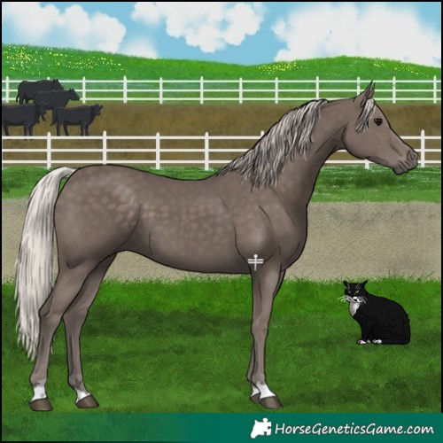 Horse Color:Silver Black 