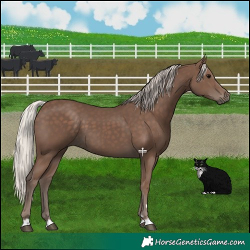 Horse Color:Silver Black 