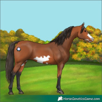 Horse Color:Bay Frame
