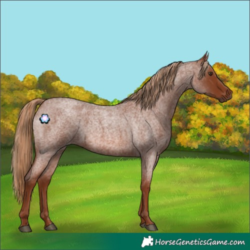 Horse Color:Red Roan 