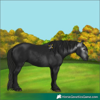 Horse Color:Gray Black 