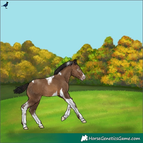 Horse Color:Gray Amber Champagne Tobiano Frame Rabicano