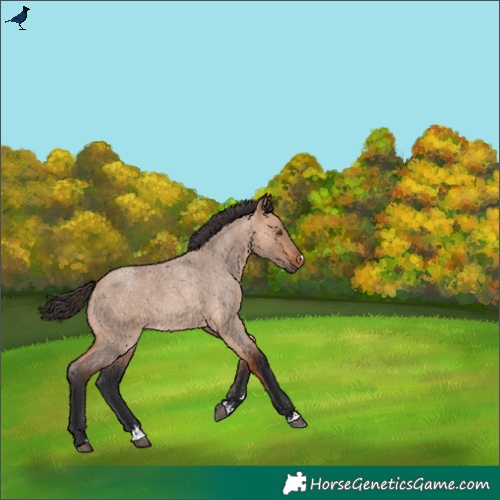Horse Color:Bay Roan Dun
