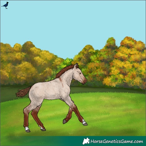 Horse Color:Red Dun Roan
