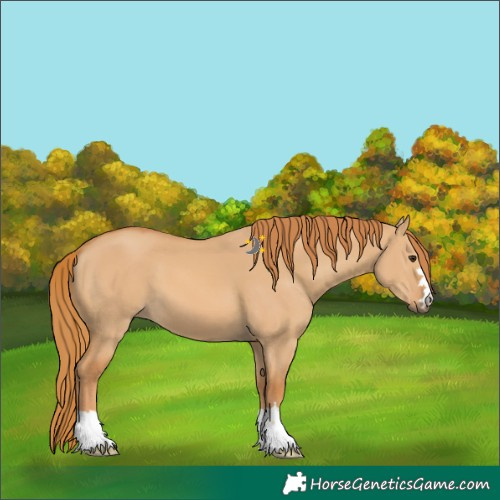 Horse Color:Red Dun