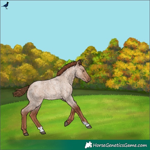 Horse Color:Red Dun Roan