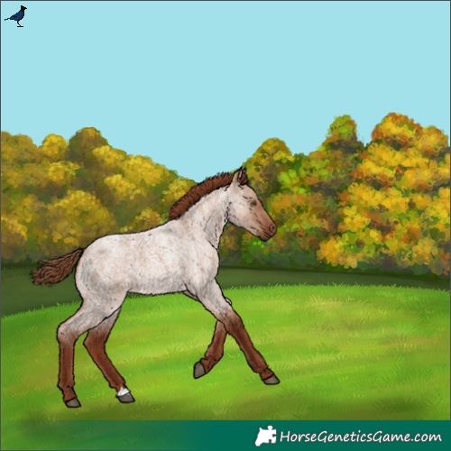 Horse Color:Red Dun Roan