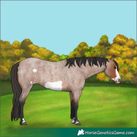 Horse Color:Bay Roan Frame
