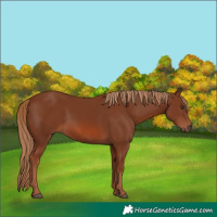 Horse Color:Chestnut 