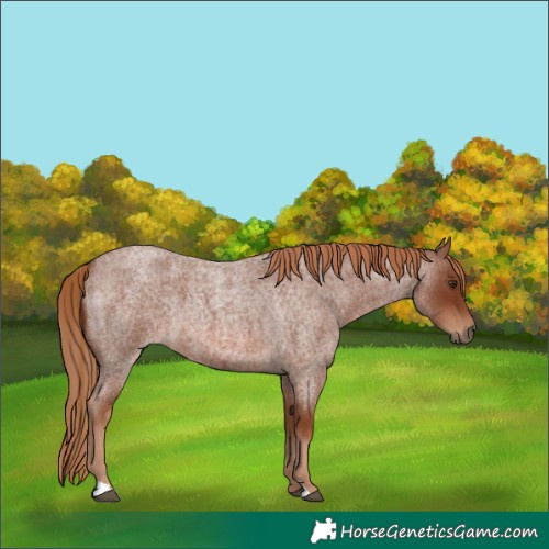 Horse Color:Red Roan 