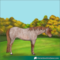 Horse Color:Red Roan 