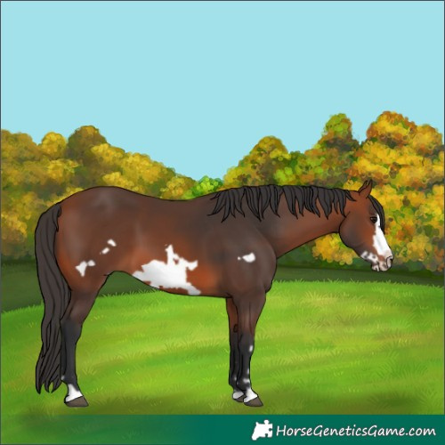 Horse Color:Bay Frame 