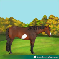 Horse Color:Bay Frame 
