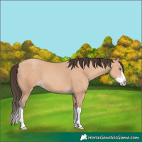 Horse Color:Amber Champagne Splash 