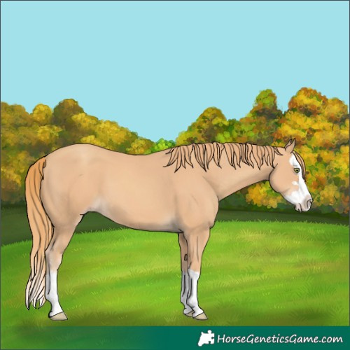 Horse Color:Gold Champagne Splash 