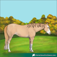 Horse Color:Gold Champagne Splash