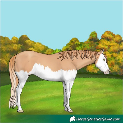 Horse Color:Gold Champagne Splash 
