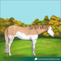 Horse Color:Gold Champagne Splash 