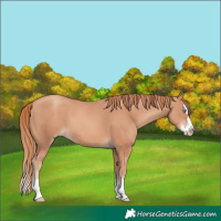 Horse Color:Gold Champagne Splash 