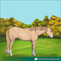 Horse Color:Gold Champagne Splash 