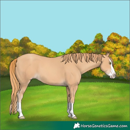Horse Color:Gold Champagne Splash 