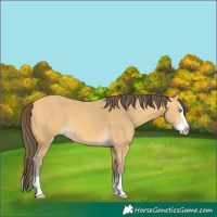 Horse Color:Amber Cream Champagne Splash 