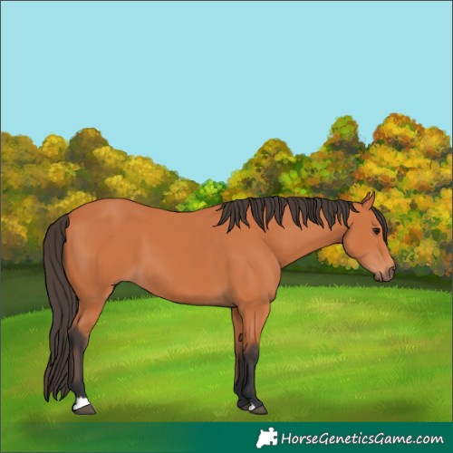 Horse Color:Bay 