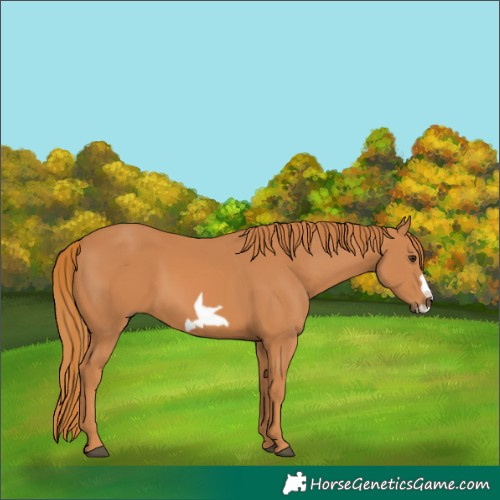 Horse Color:Chestnut Frame