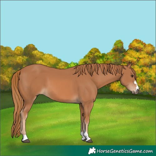 Horse Color:Chestnut 